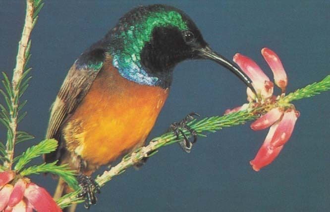 Orange Breasted Sunbird In Cape Regions South Africa Rare Bird Postcard