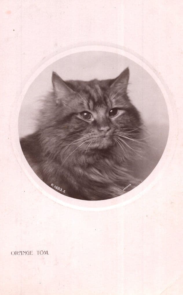 Orange Tom Antique Cat Portrait Real Photo Postcard