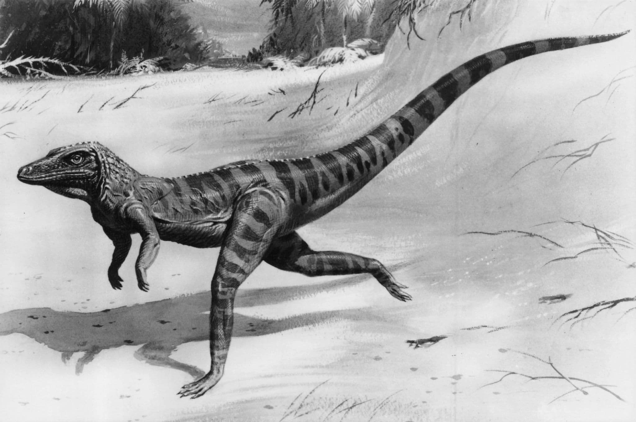 Ornithosuchus Prehistoric Dinosaur Vintage RPC Museum Real Photo Postcard