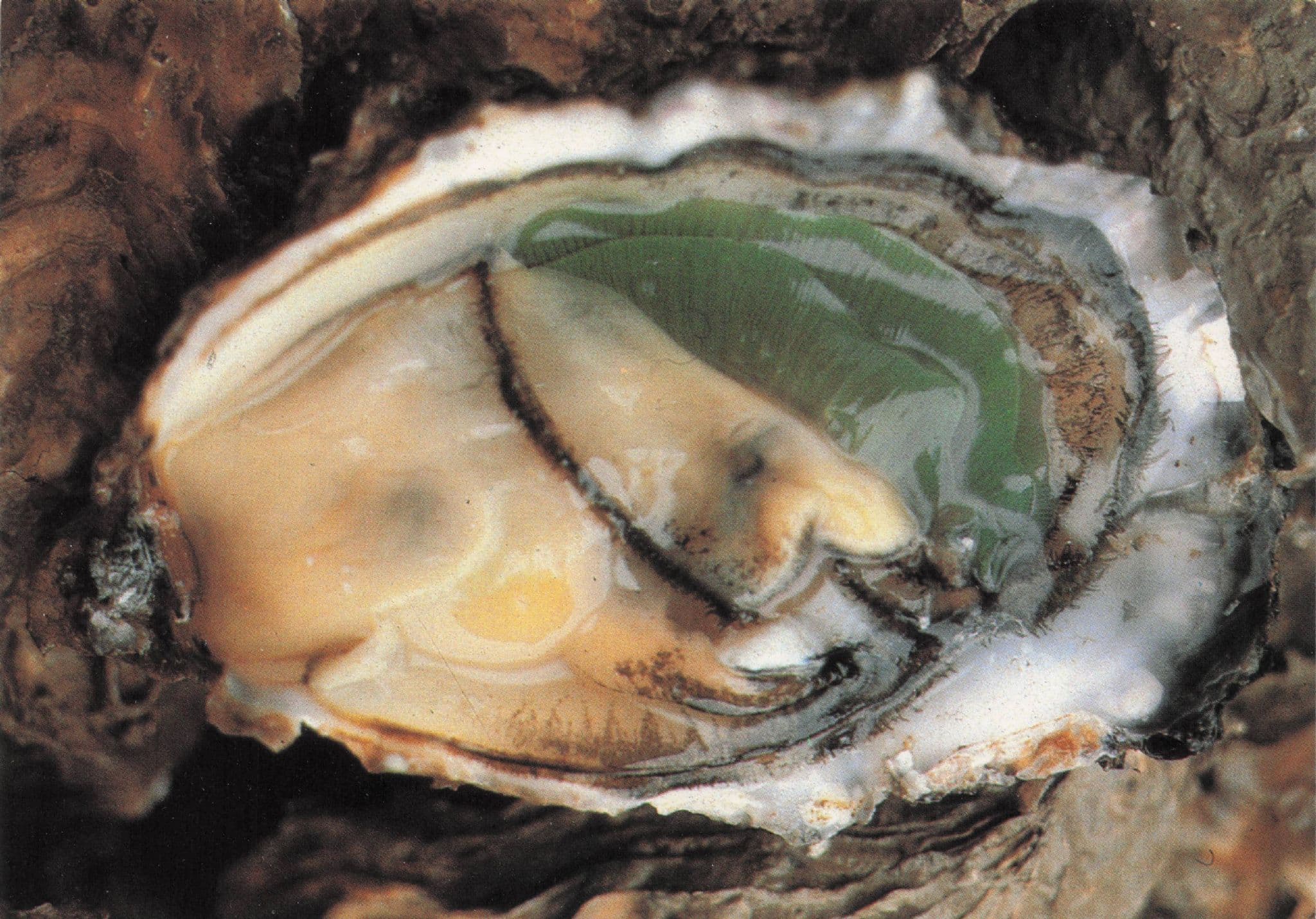 Ostreiculture French Fish Oyster Farming Restaurant Marcou Postcard