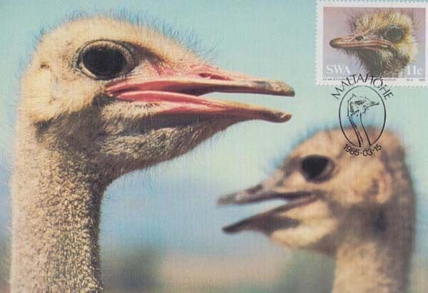 Ostrich Birds Talking Bird Family African Africa Bird First Day Cover Postcard