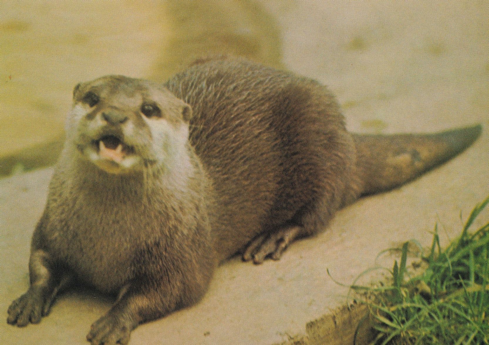 Otter at Marwell Winchester Zoo Endangered Species Postcard