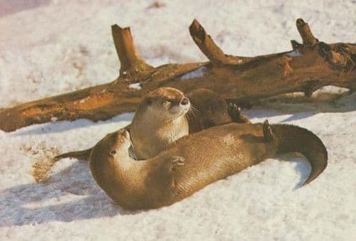 Otter Trust Earsham Norfolk Farm First Otters Bred In Captivity Photo Postcard