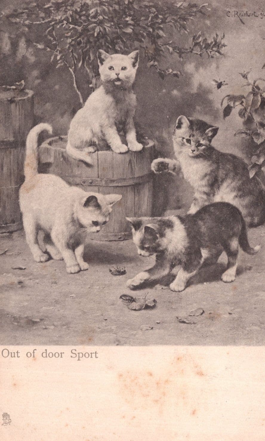 Out Of Door Sport Antique Cat Cats Postcard