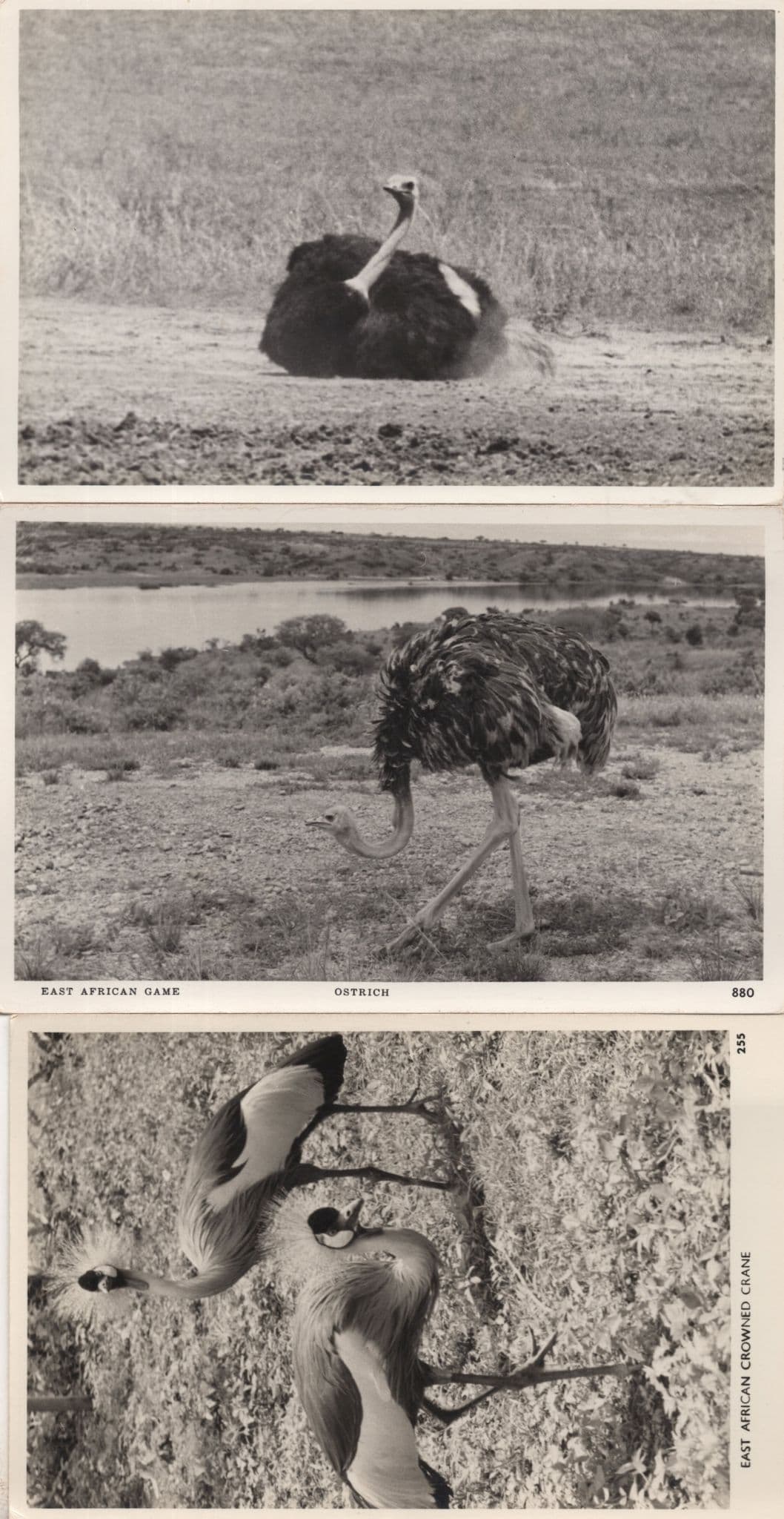 Overweight African Ostrich Crane Bird 3x Real Photo Postcard s
