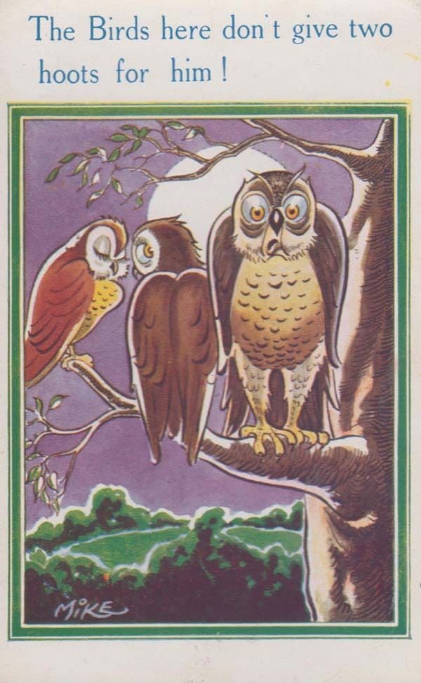 Owl Owls Birds Dont Give Two Hoots For Him Animal Talking Humour Bird Postcard
