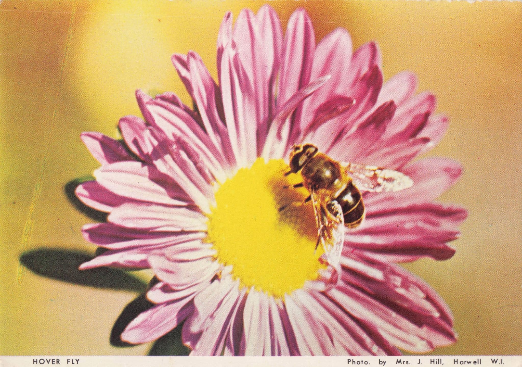 Oxford Hover Fly Bee Insect in Flower Horwell Women's Institute Postcard