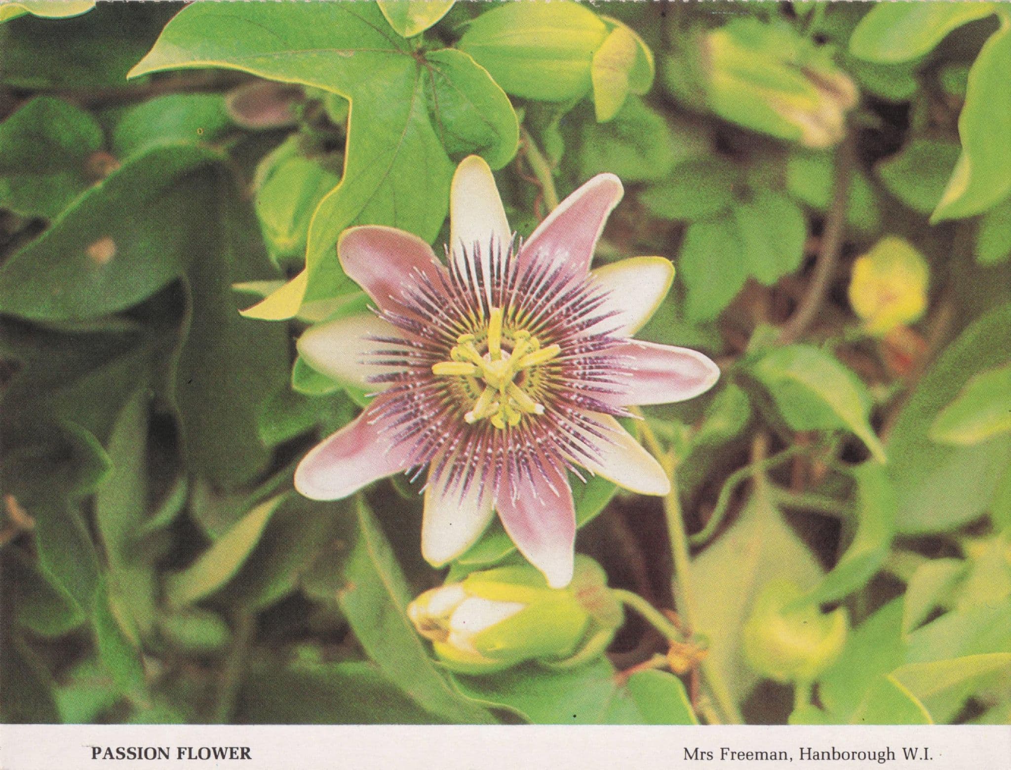 Oxford Passion Flower Hanborough Women's Institute Postcard