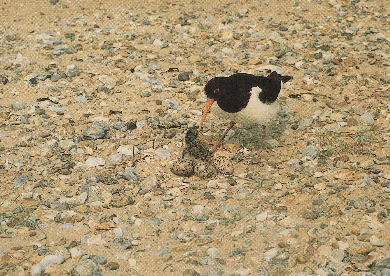 Oystercatcher Bird Nest & Eggs at Blakeney Point Norfolk Postcard