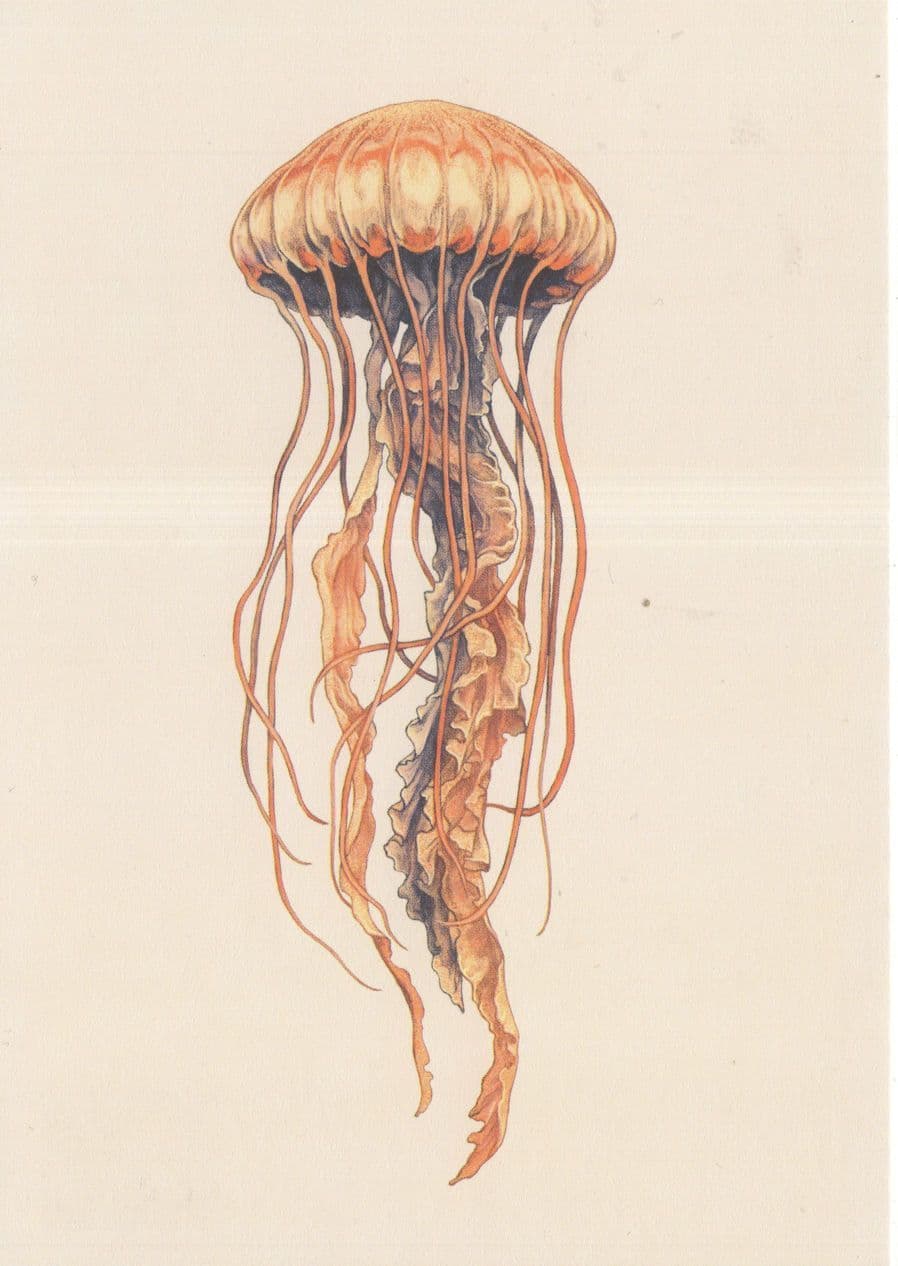 Pacific Sea West Coast Nettle Fish Painting Postcard