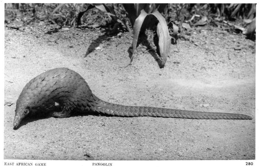 Pangolin East African Game Old Animal Real Photo Postcard