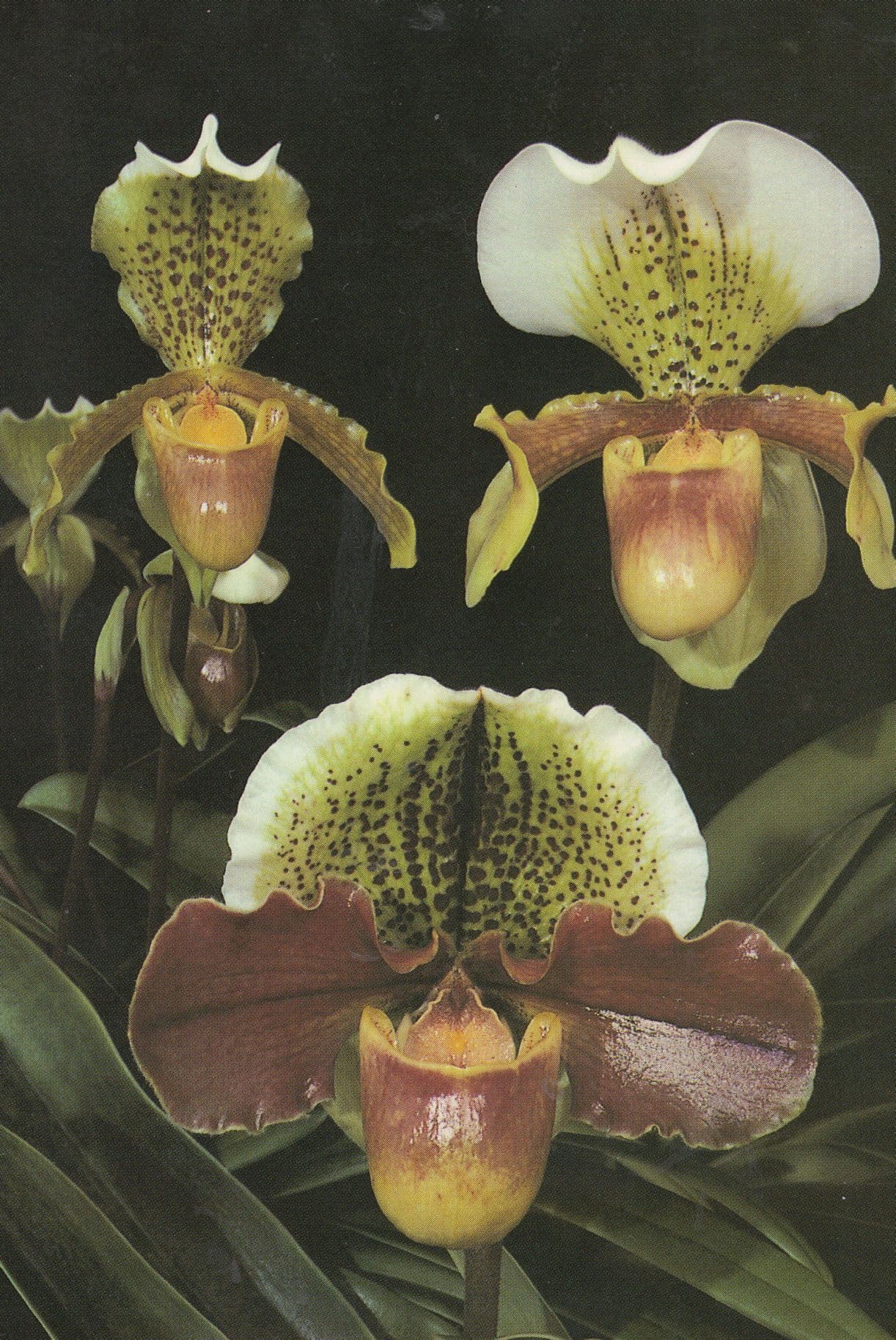 Paphiopedelium Orchid Jersey Flower Eric Young Postcard