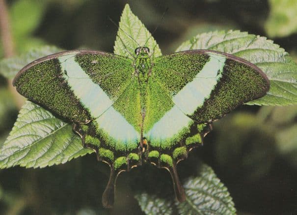 Papilio Palinurus Green Banded Swallowtail Butterfly Postcard