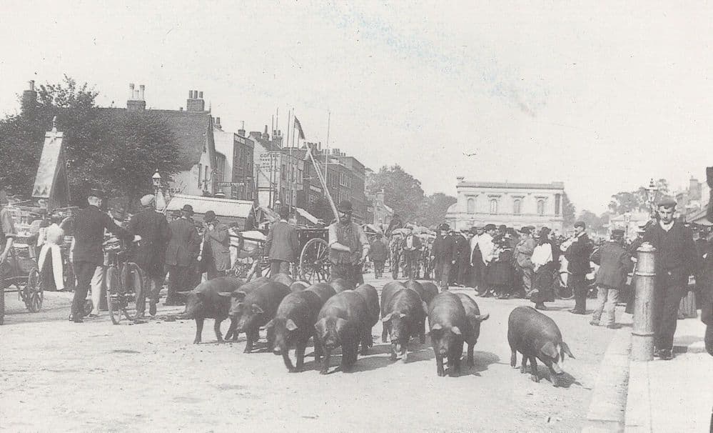 Parade Of The Porkers Court House Romford Market Essex Postcard