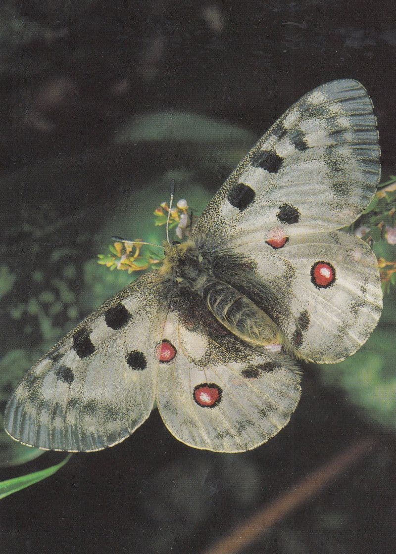 Parnassius Apollo Butterfly Butterflies Postcard