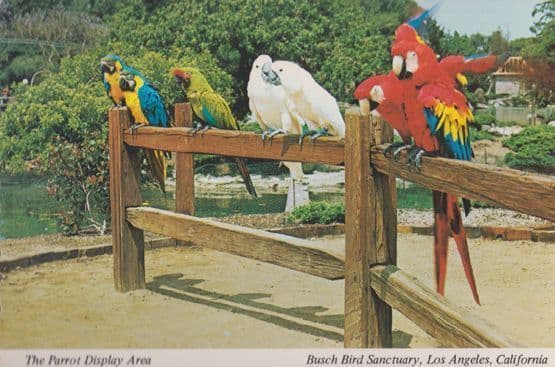 Parrot Display Area Busch Bird Park Postcard