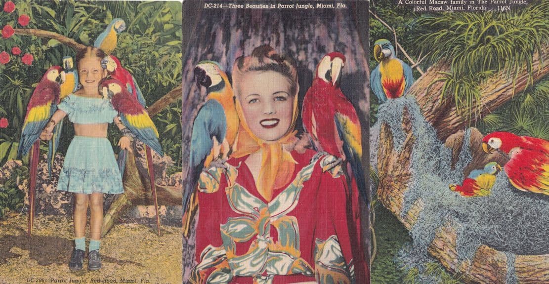 Parrot Jungle Miami 3x Vintage Linen American Bird Postcard s