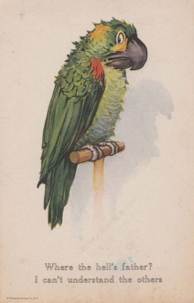 Parrott Talking Wheres My Father Antique Comic Postcard