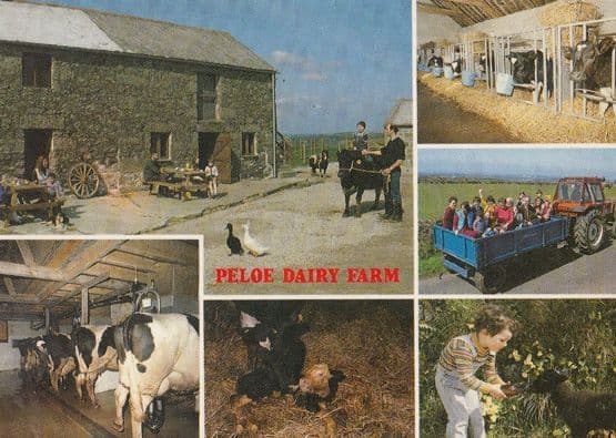 Peloe Dairy Farm Cornwall Postcard