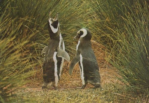 Penguin Penguins Greeting Shaking Hands Paws Chatting Stunning Photo Postcard