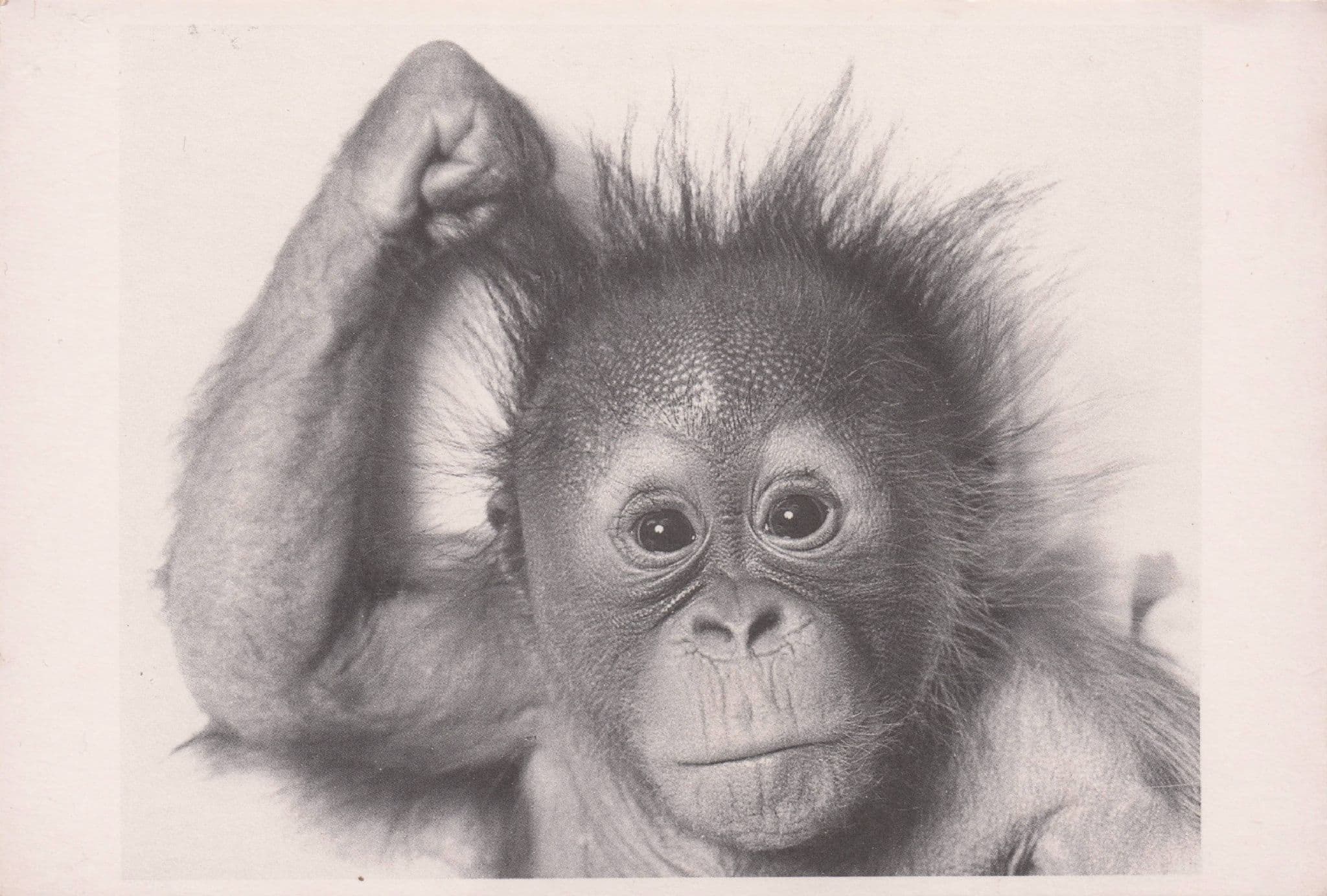 Pensive Monkey Pulling His Hair Out Like Einstein Comic Postcard