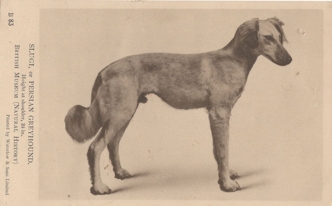 Persian Greyhound Dog Antique Natural History Museum Postcard