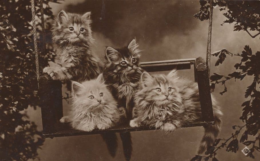 Persian Kittens Cats On Hammock Real Photo Old WW1 Postcard