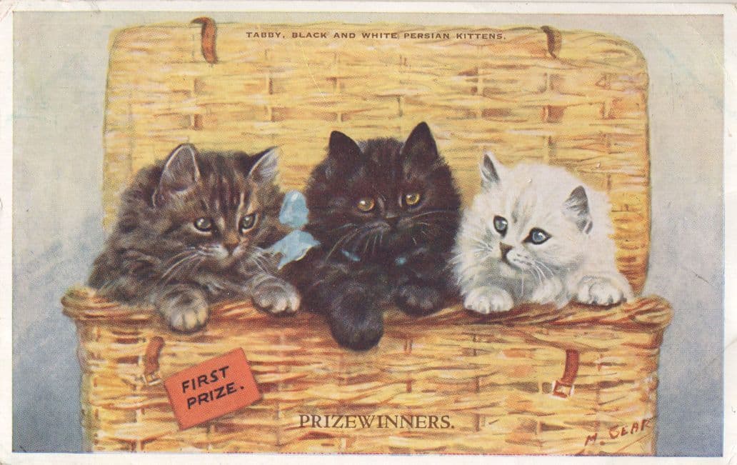 Persian Prize Winner Cats Mabel Gear Valentines Cat Postcard
