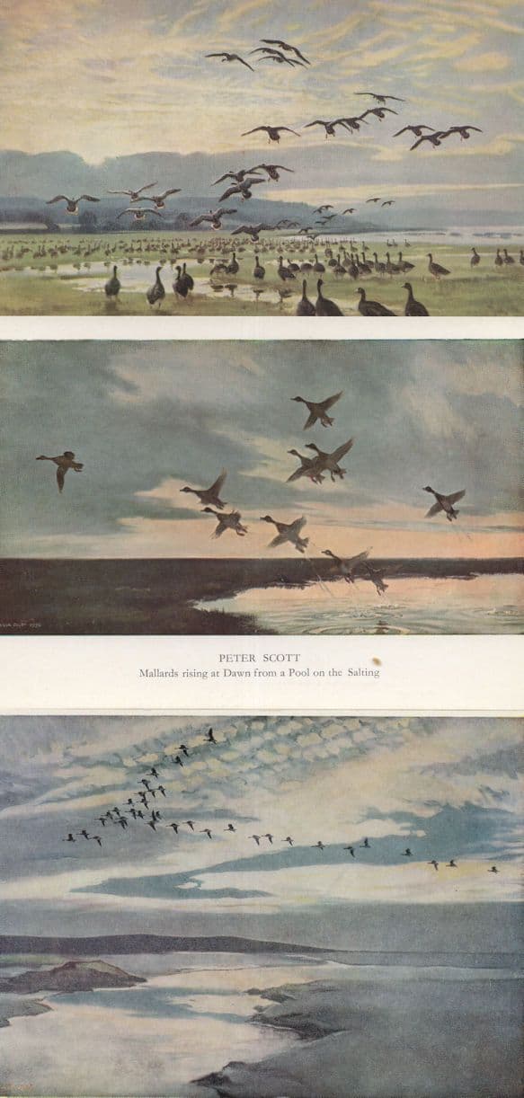 Peter Scott Mallards Birds 3x Medici Painting Postcard s