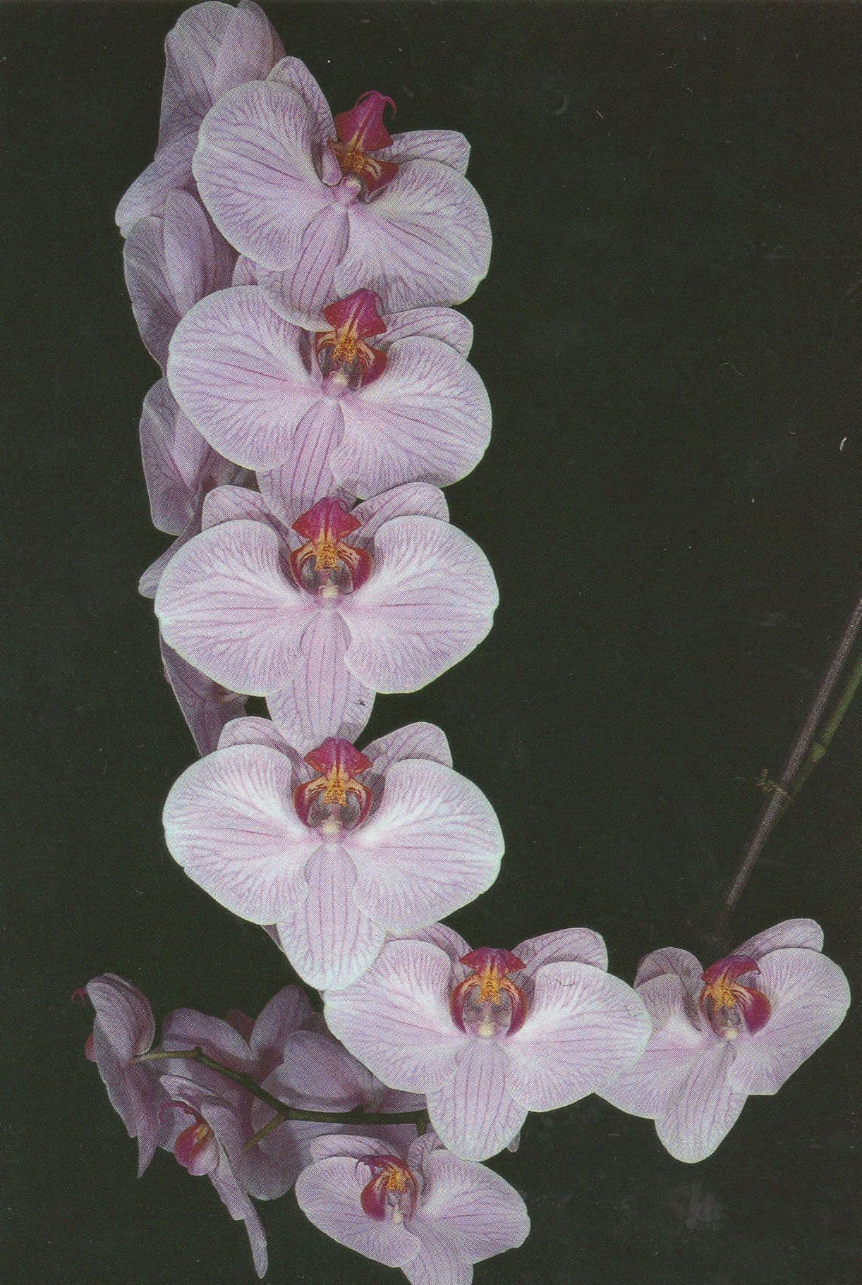 Phalaenopsis Flower Orchid Jersey Eric Young Foundation Postcard