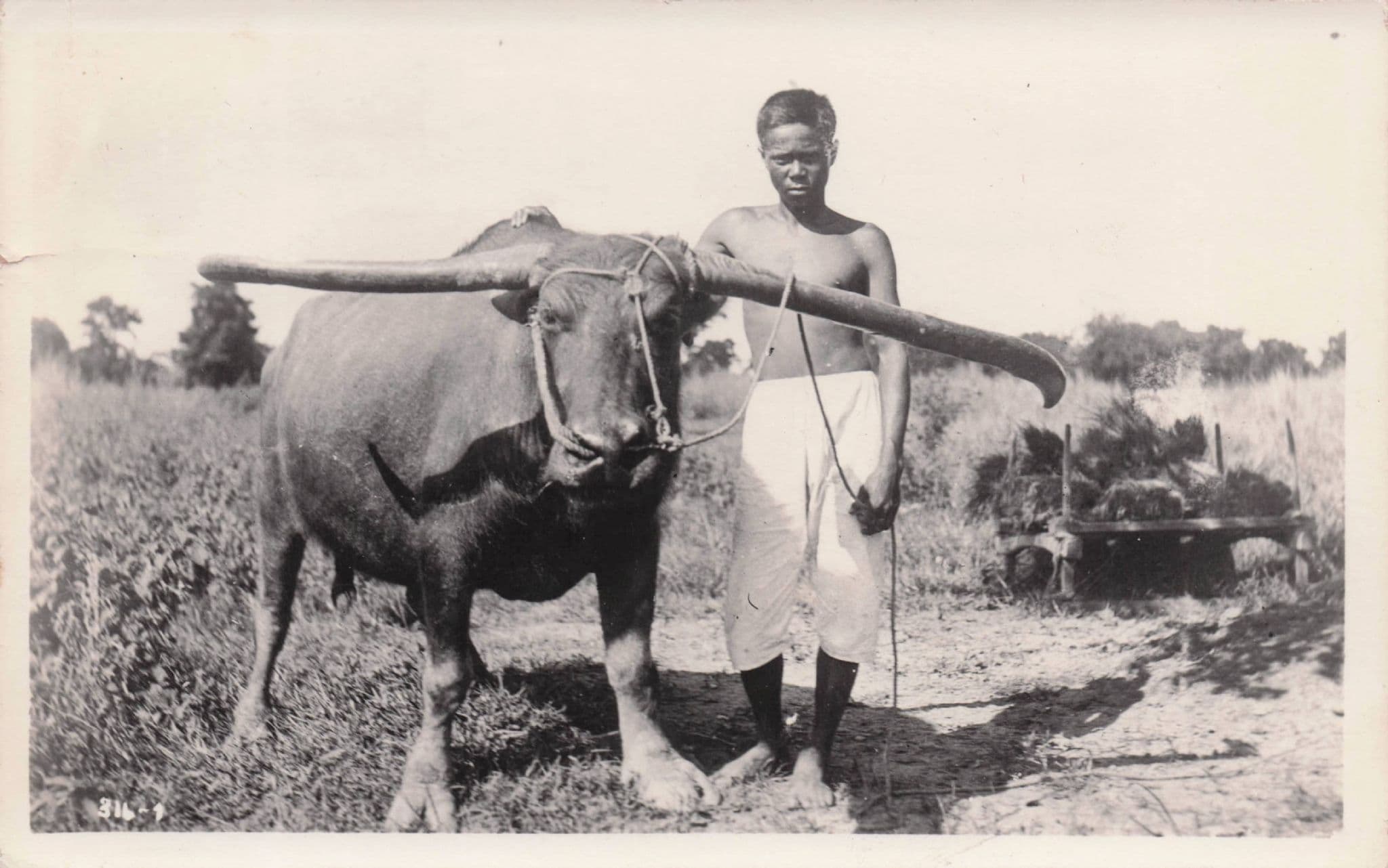 Philippines Farm Worker Man & Cattle Bull Old Real Photo Postcard