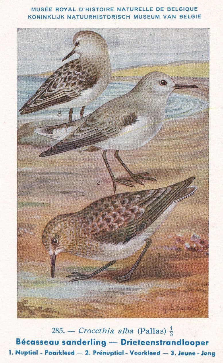 Philomachus Pugnax Ruff Wading Bird Antique Rare Postcard