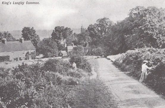 Picking Flowers in 1904 at Kings Langley Common Herts Rare Museum Postcard