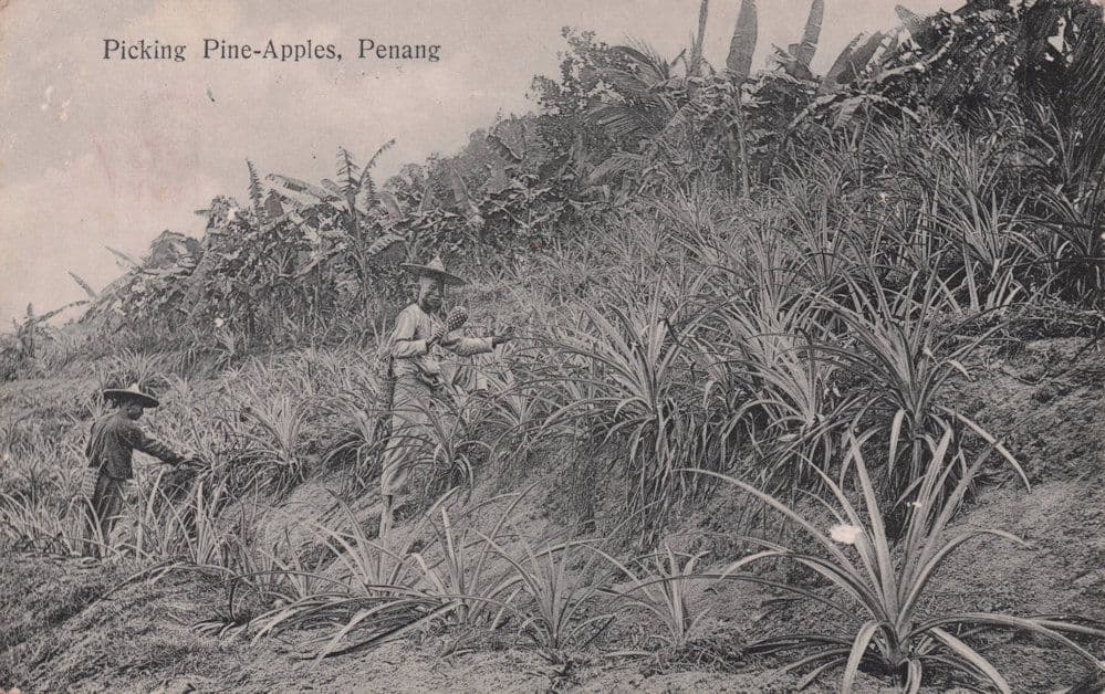 Picking Pineapples Fruit Penang China Antique Chinese Postcard