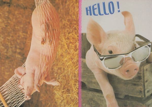 Pig Wearing Sunglasses On Holiday Deckchair Hammock Postcard
