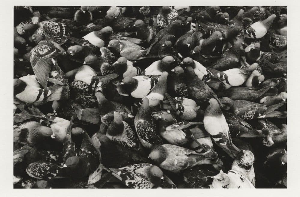 Pigeons Flock Of Hungry Birds at Marble Arch London Postcard