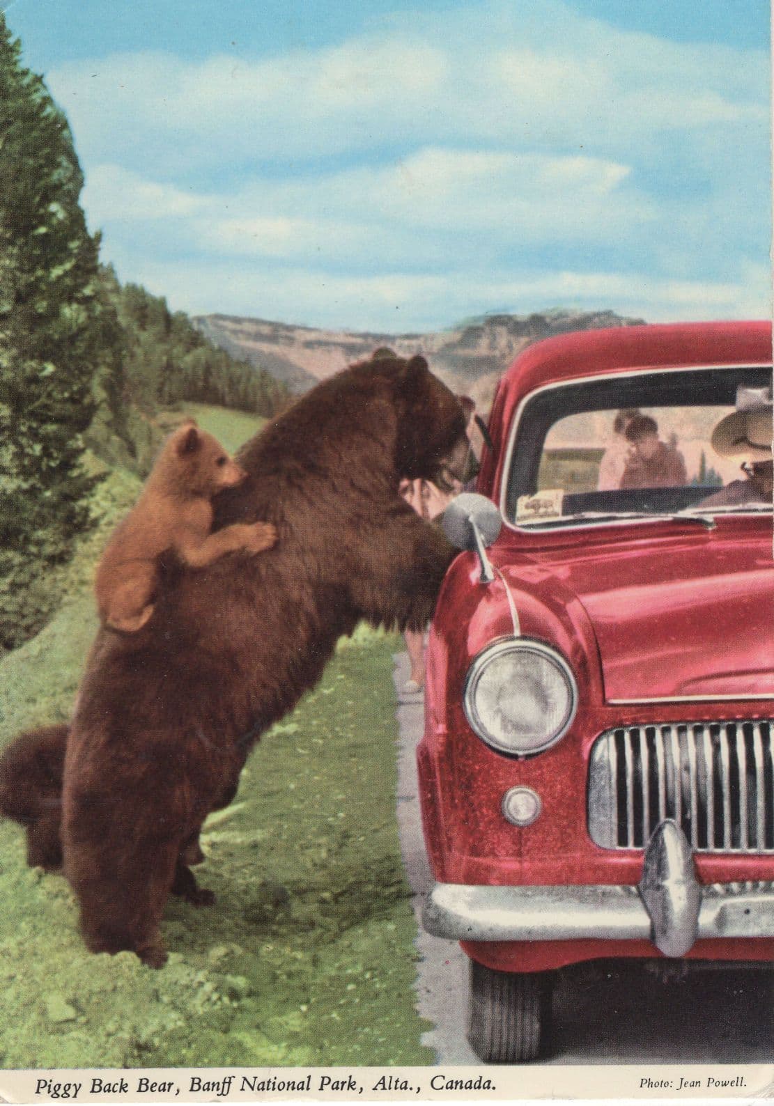 Piggy Back Bear Banff Wildlife Park Alta Canada Postcard