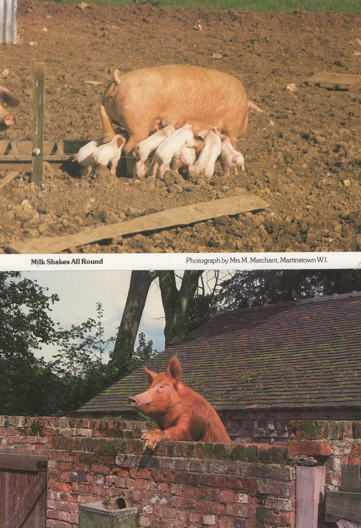 Pigs Breast Feeding Milk Shakes All Round Worcester 2x Postcard