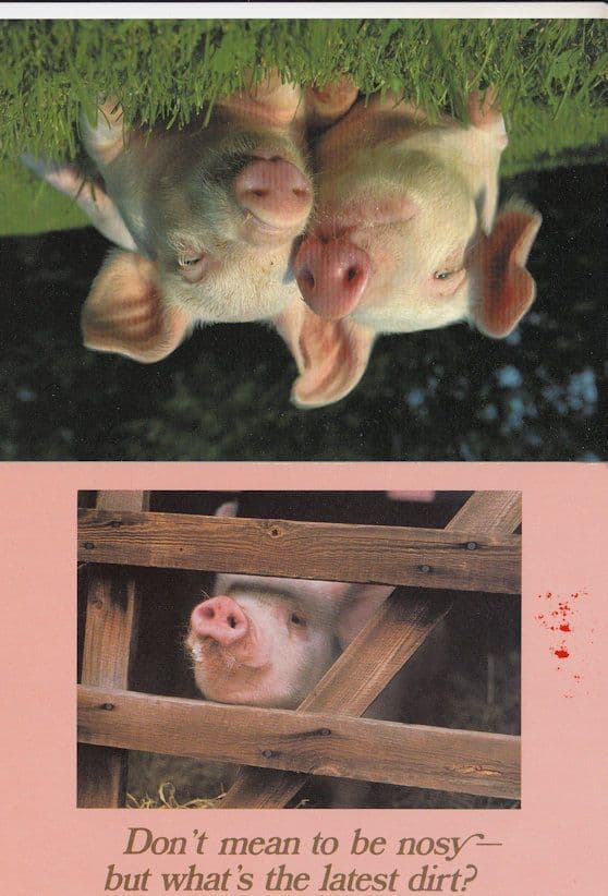 Pigs Whats The Latest Dirt Gossip 2x Comic Pig Postcard s
