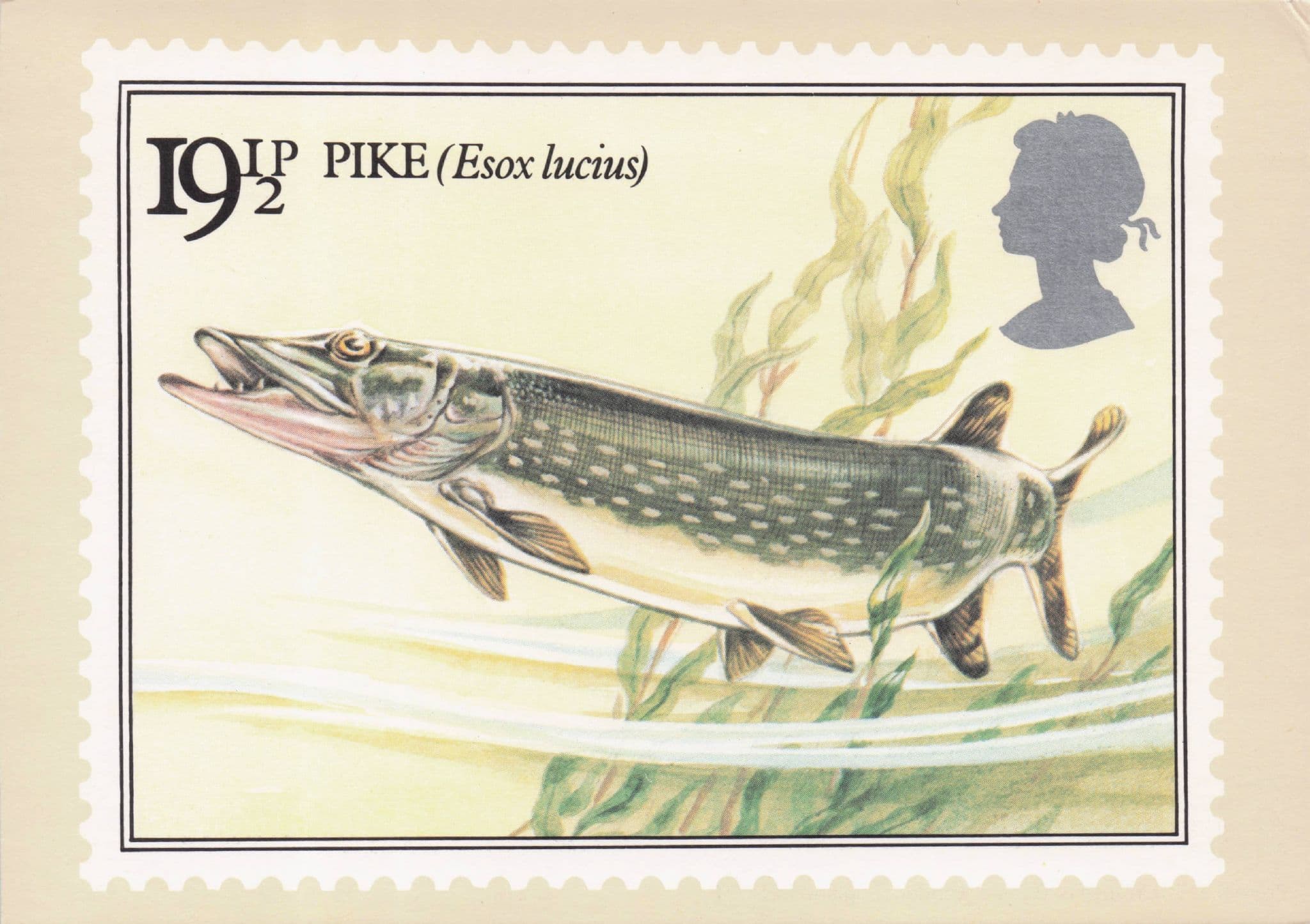 Pike Fish Esox Lucius British River Fishes Painting Stamp Postcard