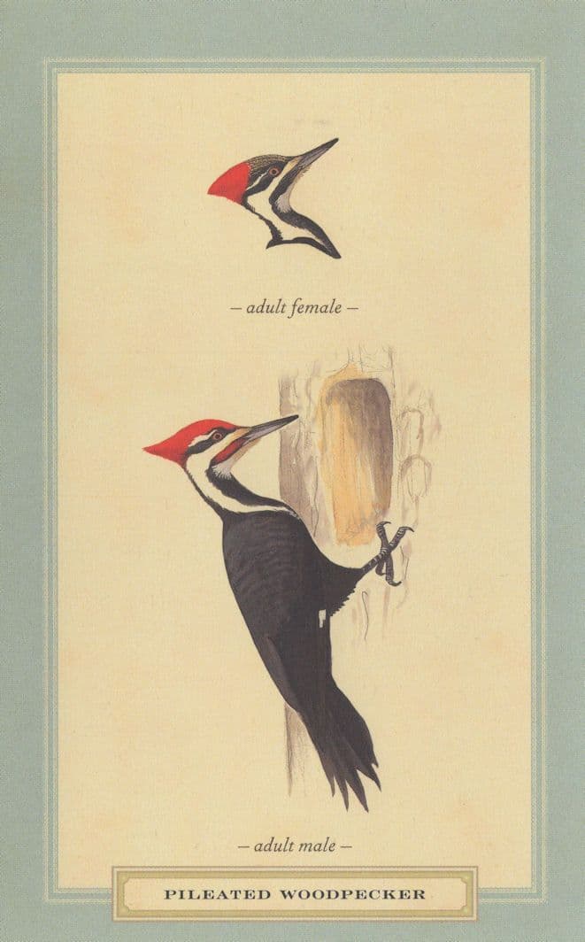 Pileated Woodpecker Male Female Bird Stunning Postcard