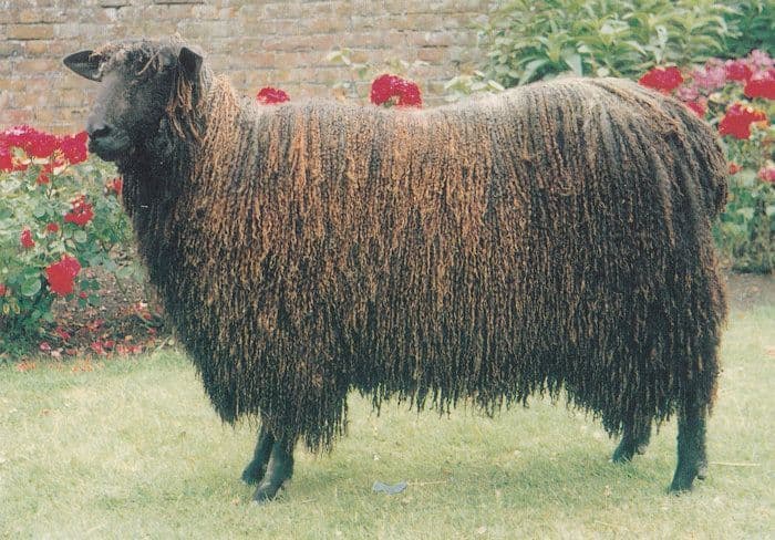 Pilgrims Prospero Black Wensleydale Ram Sheep Postcard