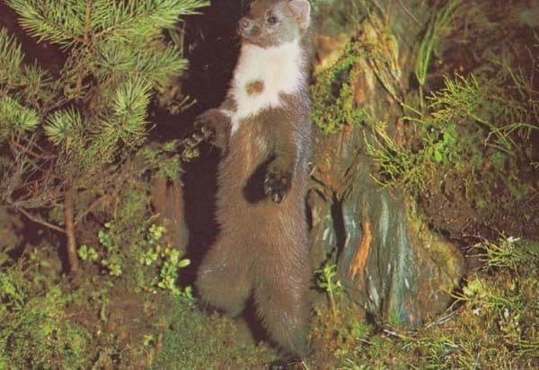 Pine Marten 1970s Postcard