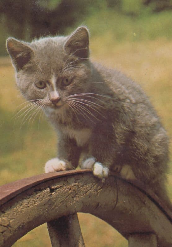 Pipkin Mouse Catcher Looking Scared Cat Cheshire Kitten Rectory 1980s Postcard