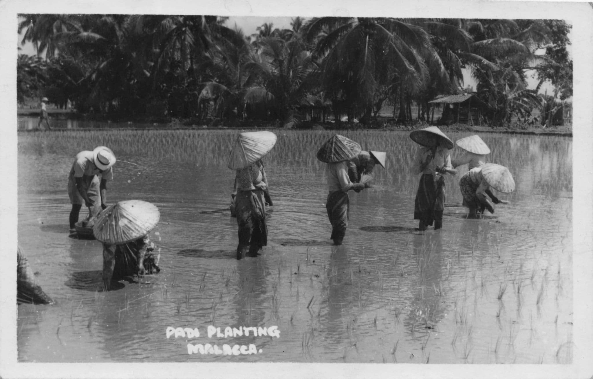 Planting Pads at Malacca Malaysia Real Photo Old Postcard