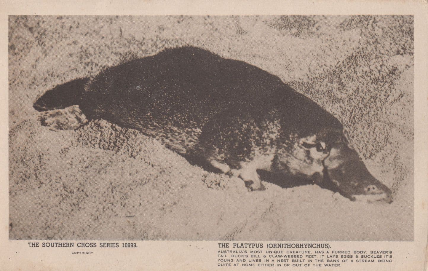 Platypus Southern Cross Series Sealife Rare Old Postcard Please Read
