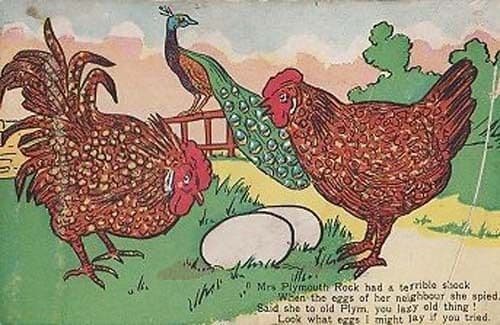 Plymouth Hen Antique Comic Humour Postcard