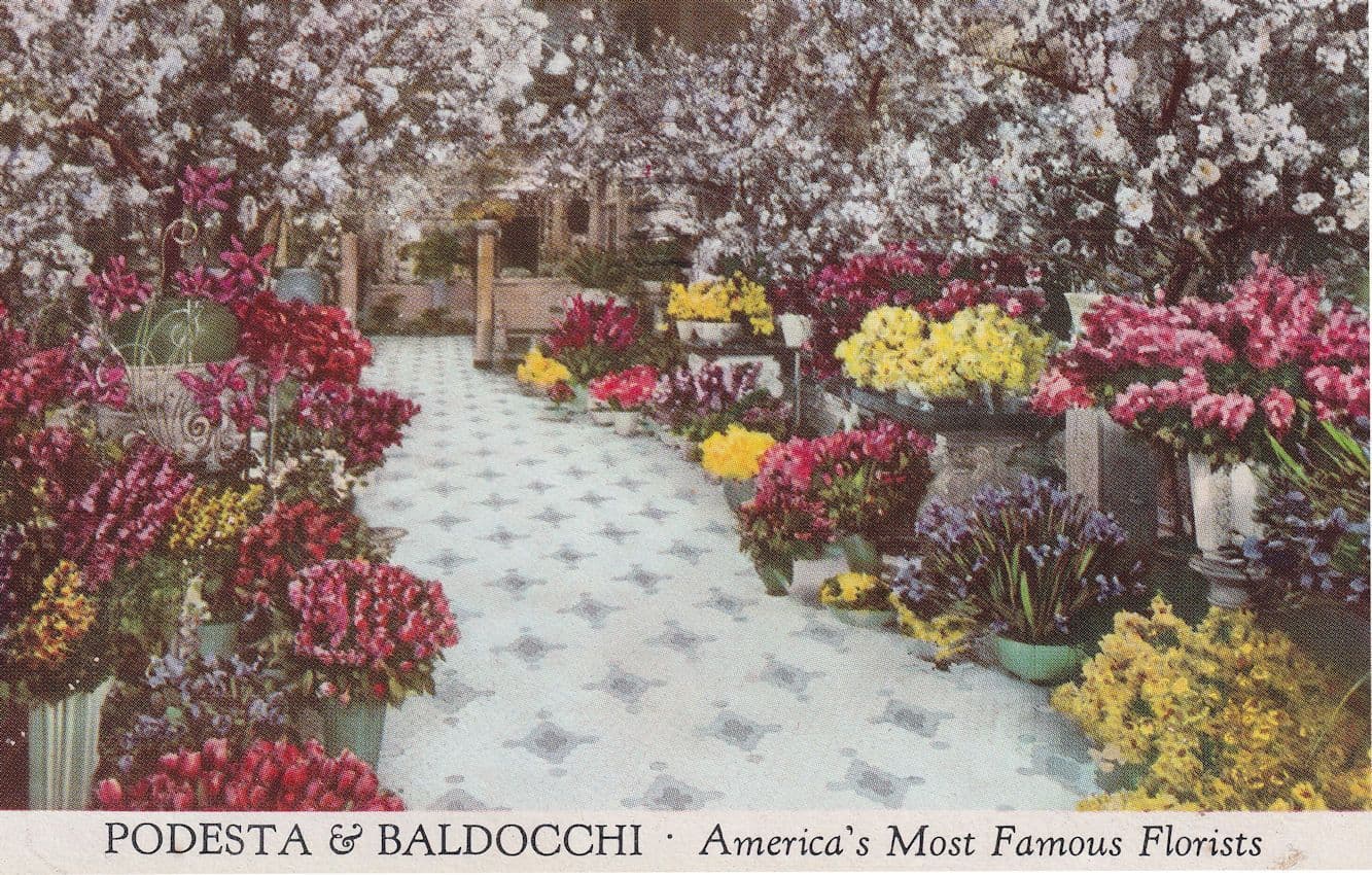 Podesta & Baldoochi America Florists CA Old Advertising Postcard