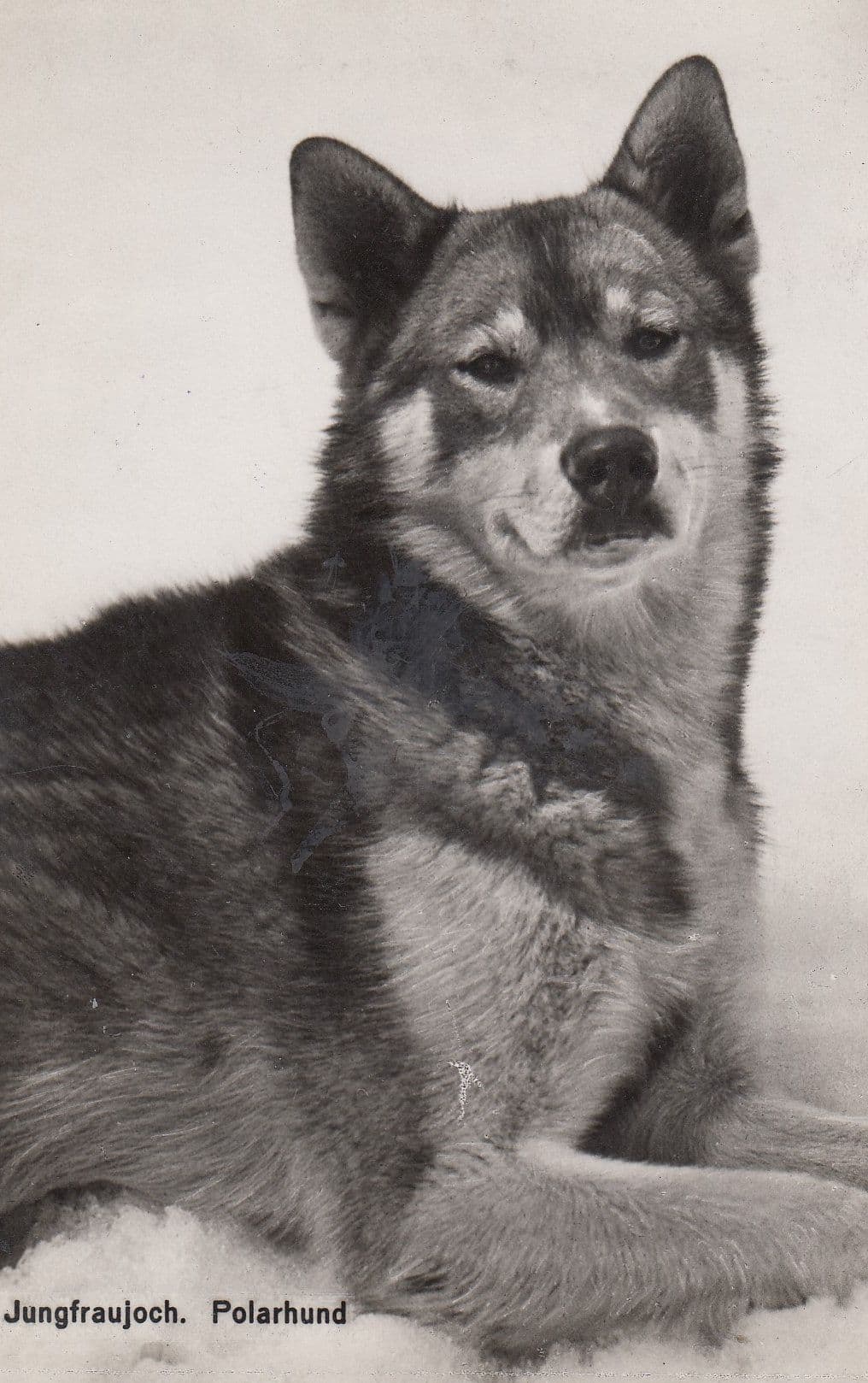 Polarhund Old Jungfraujoch Dog Real Photo Antique Postcard