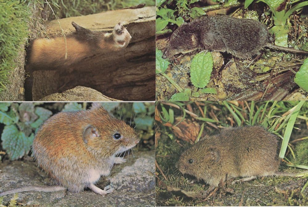 Polecat Water Shrew Bank Field Vole 4x Rodent Museum Postcard s